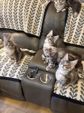 3 beautiful full maine Coon kittens