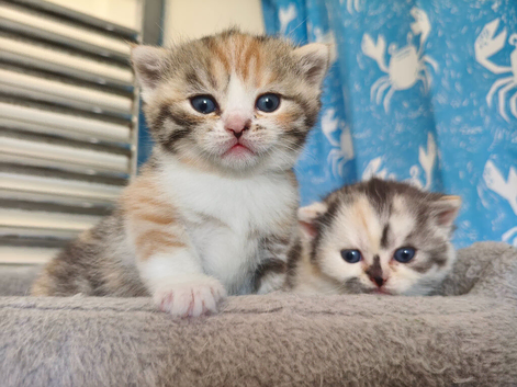 Beautiful girls