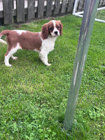 Gorgeous Cav Puppies