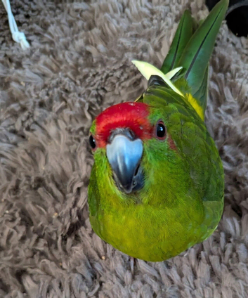 Young male kakariki male and large cage