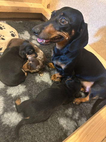 Female Miniature Dachshund Pup