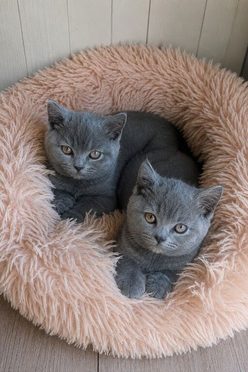 GCCF Registered Kittens