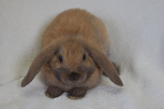 Microchipped Mini Lop Males