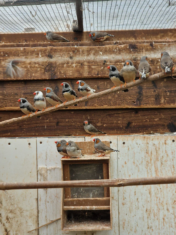 Zebra Finches for sale