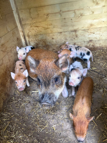 Juliana piglets for sale