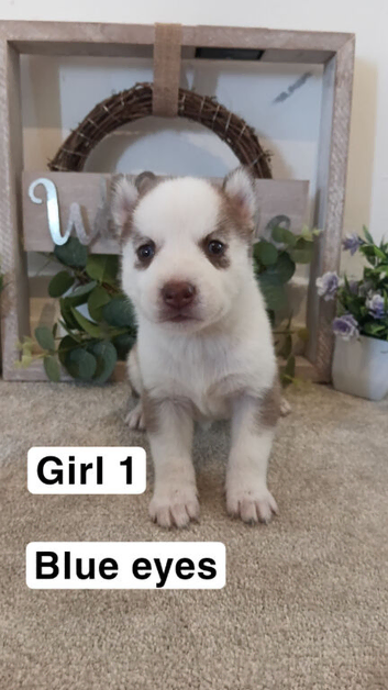 Siberian husky puppys