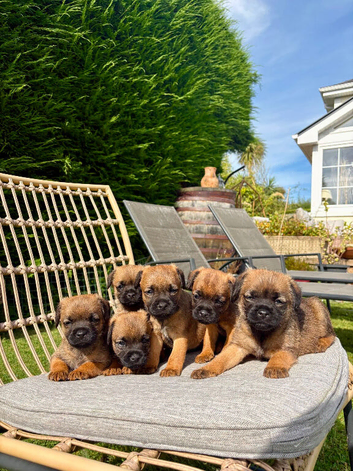 KC registered high quality Border Terriers