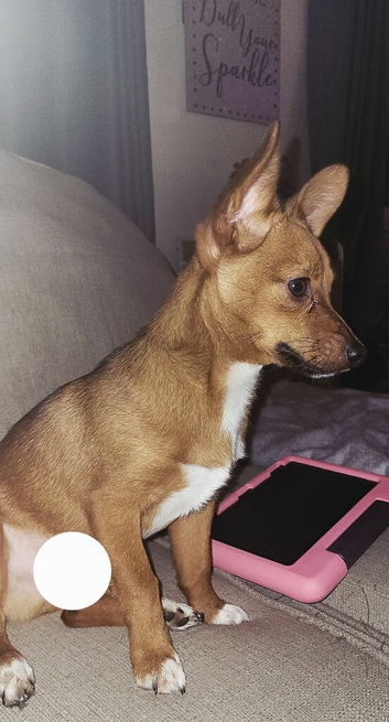 Pomeranian X Jack russel