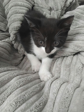 X3 kittens