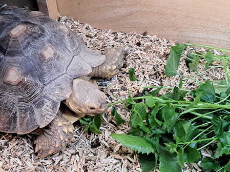 Berkshire reptile rescue