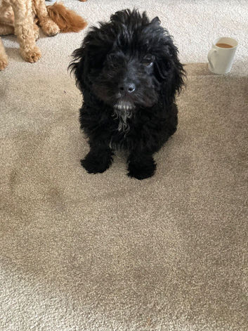 10 week old Cockapoo for sale