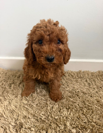 Adorable Cavapoo puppies
