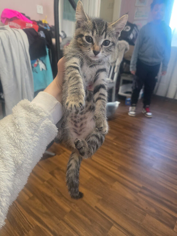 Beautiful female kitten for sell