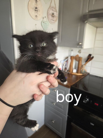 3 kittens for sale