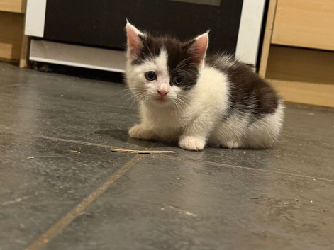 2 Black & White Maine Coon Mix Kittens