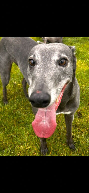 7 years old Female Greyhoind