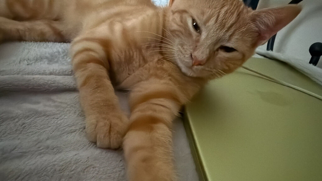 Ginger kitten for sale