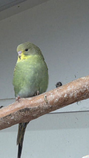 Baby budgies