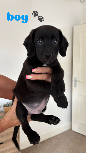 Beautiful Cockapoo &times; Staffy Puppies