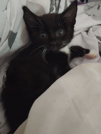 Three adorable female kittens