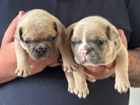LAST 2 BOYS Beautiful KC Reg French Bulldogs