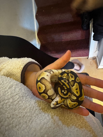Female Royal python