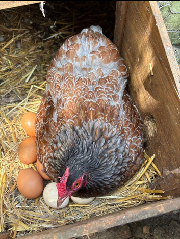Pekin hen & frizzle cockerel lovely colours