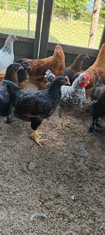 Pure bred pullets