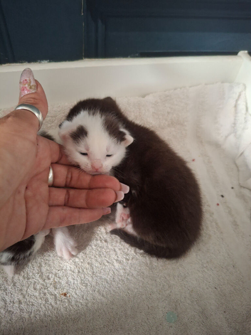 Kitten