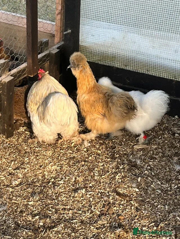 Silkies