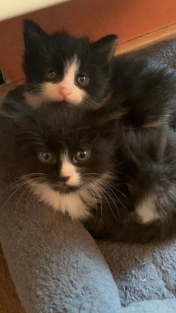 Two Kittens One male one female (can leave 14th October)