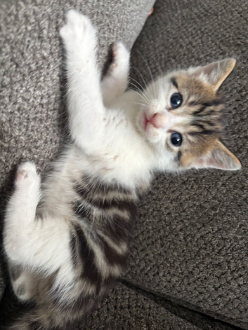 Beautiful kittens