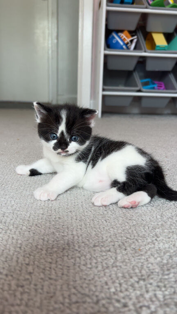 2 kittens for sale