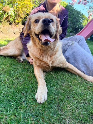 Beautiful fun loving golden retriever looking for his forever home