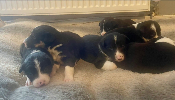 Border collie puppies