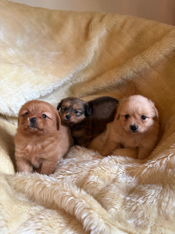 Beautiful Dachshund x Pomeranian Puppies