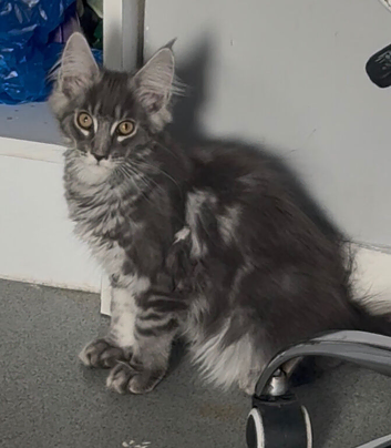 TICA reg Maine coon girl