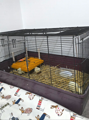 Chicks from white hen