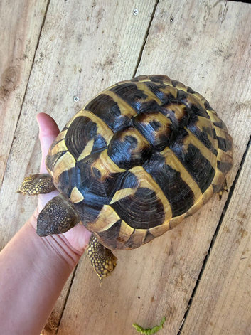 Tortoise (Hermann) Female)