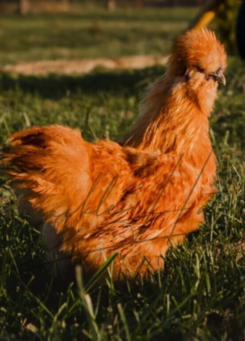 GOLD TOP hatching eggs SILKIE x LIGHT SUSSEX
