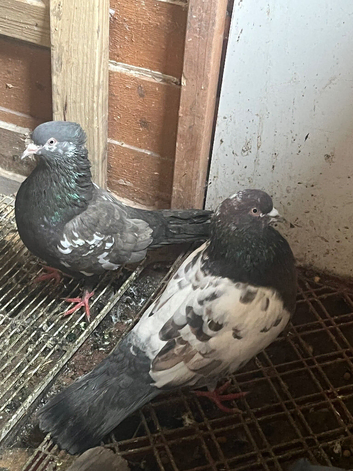 Pigeons