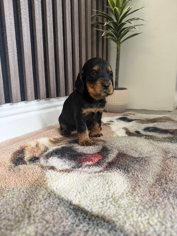 Cocker Spaniel puppies
