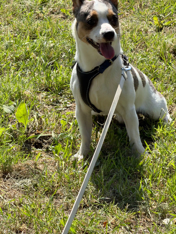 sam the little man