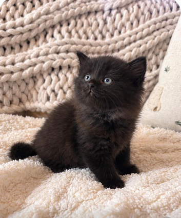 Gorgeous ragdoll cross kittens