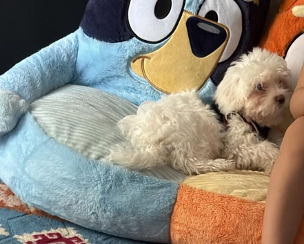 Bishon frise