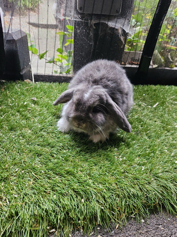 Opal butterfly mini lop baby rabbit boy