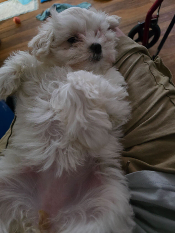 Bichon freez 12wks old just having his 2sd vaccination,