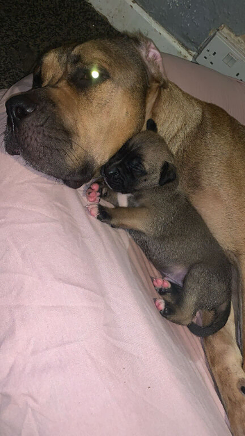 American bulldog