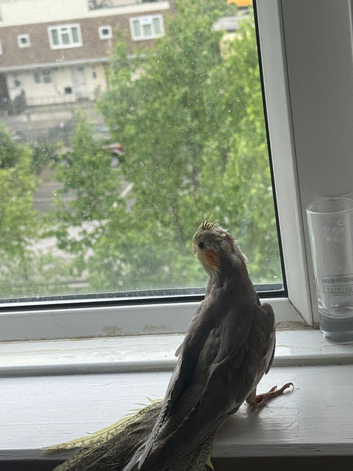 Baby cockatiel birds