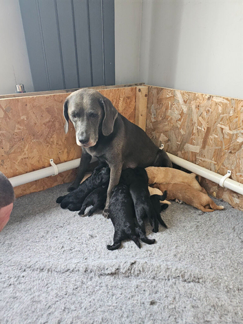 9 beagador/miniature poodle puppies